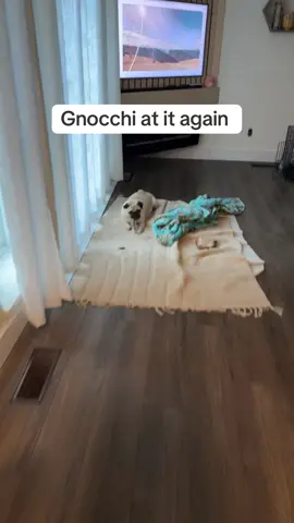 What is wrong with my dog #pugsoftiktok #gnocchi #menace #gnocchithepug #goodboy 