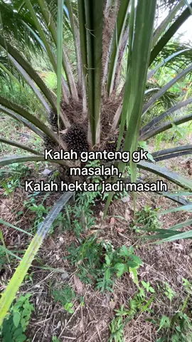 Wkwkw🤣#bosmuda #petanisawit #petanisukses #perintisbukanpewaris #kulisawitkalimantan #sawitontiktok #petanisawit #anakpetani🌾 #petanimuda #petaniindonesia🇮🇩🇮🇩🇮🇩🌿🌿 #trendingtiktok #petanimilenial #sawitindonesia #petanisukses💪🌾🌿 #fyppppppppppppppppppppppp 