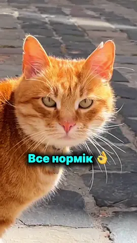 Як вам пісня?) #ромафакти #music #реп #музика #rap 