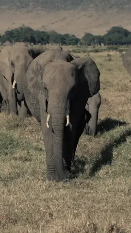 Gajah adalah mamalia besar dari famili Elephantidae dan ordo Proboscidea. Secara tradisional, terdapat dua spesies yang diakui, yaitu gajah afrika (Loxodonta africana) dan gajah asia (Elephas maximus), walaupun beberapa bukti menunjukkan bahwa gajah semak afrika dan gajah hutan afrika adalah spesies yang berbeda (L. africana dan L. cyclotis). Gajah merupakan hewan herbivora yang dapat ditemui di berbagai habitat, seperti sabana, hutan, gurun, dan rawa-rawa. Mereka cenderung berada di dekat air. Gajah dianggap sebagai spesies kunci karena dampaknya terhadap lingkungan.#animals #hewan #gajah 