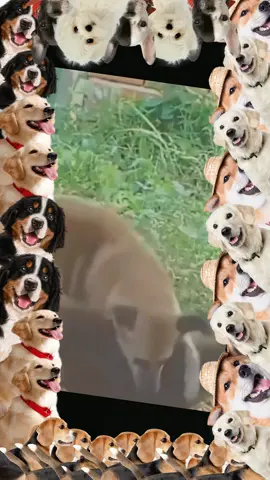 #foryou #dogmeetingpuppy #unfreezemyaccoun #growmyaccount #virltiktok #viralvideos #foryoupagee #satndwithkashmir #noteligible #unfreezaccount #animalmeetin