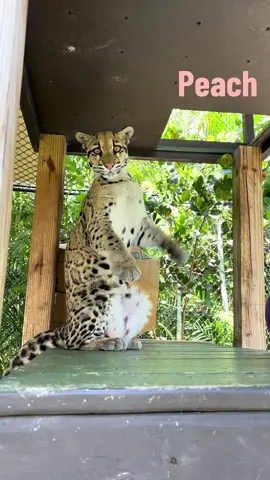 Clouded leopard vocalizations! Who’s is your favorite? 2 year old Peach, 13 year old Nuri, and yearling Bruce all have something to share. #fypシ゚viral  #fypage #fyp #cloudedleopard  #conservation #education #cats 