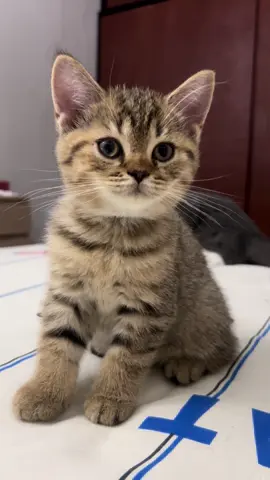 Adek vs Pakde apungg #fypシ゚ #catsoftiktok #catsloversclub #fypシ゚viral #cacabrotbrot 