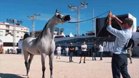 #ماشالله_تبارك_الله #بيلاتوس_بي_سي_اف #fyp #بطل_العالم #الحمدلله_دائماً_وابداً #خيل_عربي_اصيل #موكيد_الهيال 