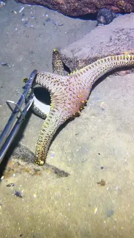 #diving #crab #catchthesea #seaside #seafood #fish #eel #lobster #seangsolofishing