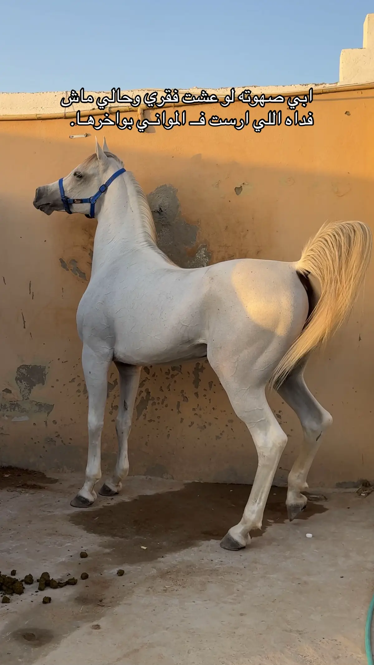#خيل#خيل_وخياله🐎 #حصان_عربي #برق_الجنادرية #اكسبلور #ابيات_شعر #قصيد #fyp 