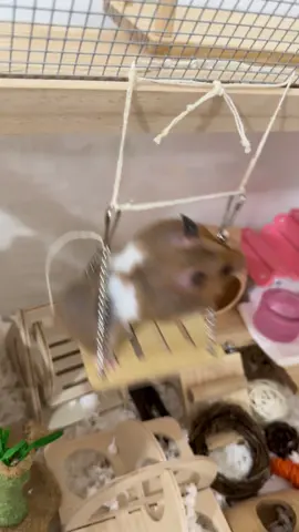 still fixing d’ hammock but bro couldn’t wait 😹                                                  #hamster #kawaii #supercute #hamster #rodentsoftiktok #pets #funny #PetsOfTikTok #animals #cute #kawaii #cutenessoverload #pet #laugh #hamstergang #hamster_team #hampter #fyp #viral #foryou 