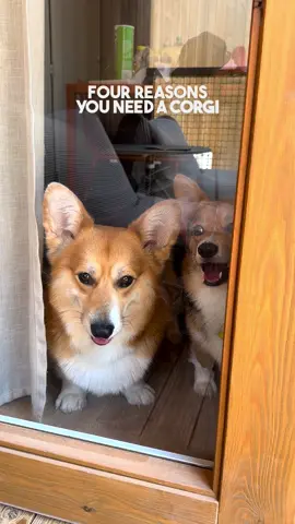 What is your corgi's name?🥰 #dog #corgis #dogperson #dogowner 