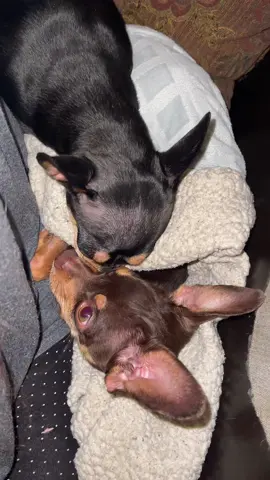 So sweet. Biscuits mama laying with him 🥰🥰🥰