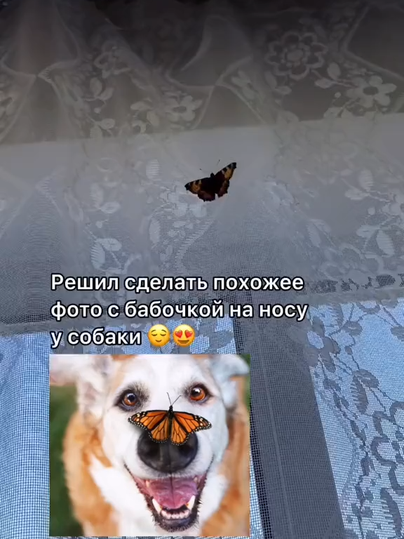 124.6K Likes, 1067 Comments. Posted by Серёжа  Теодор (@bulldog.man)- '' оригинальный звук - Серёжа  Теодор