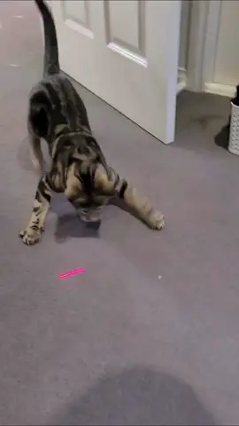 Cat lazer light funny shorts vedio so funny’s cats😂😂😂🤣🤣🤣🤪🤪🤪😜😜😜… #catsoftiktok #cat #kittycat #foryourpage #unitedstates #usa #usa_tiktok #viral #catfunny #catsfunnyvideos #trending #unitedstatesofamerica🇺🇸 #newyorkcity #fyp #catfunnymoments #cattok 