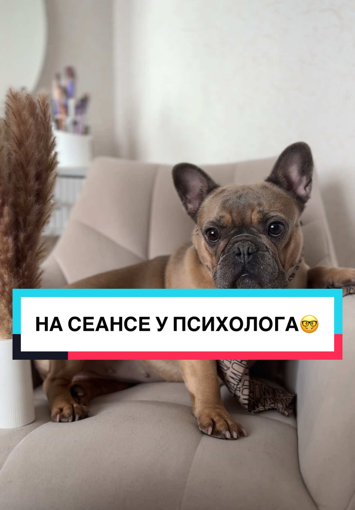 НА СЕАНСЕ У ПСИХОЛОГА🤓 #психолог #сеанс #собака #французскийбульдог #Бульдожка #французскийбульдог #fyp #DogComedy #recomendations 