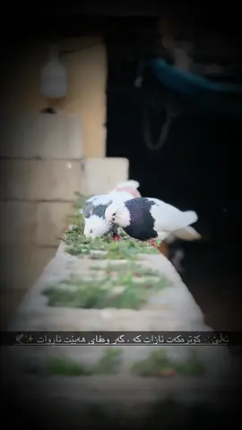 ✨🕊️. #کۆتر #کۆتربازەکان_چاومانن #ئازادی #ئاشق #شارباژێڕ #شاخ #furyou #fpy #fpyシ #pov #2025 #خودایە_لێمان_خۆشبە_اللهم_امین 