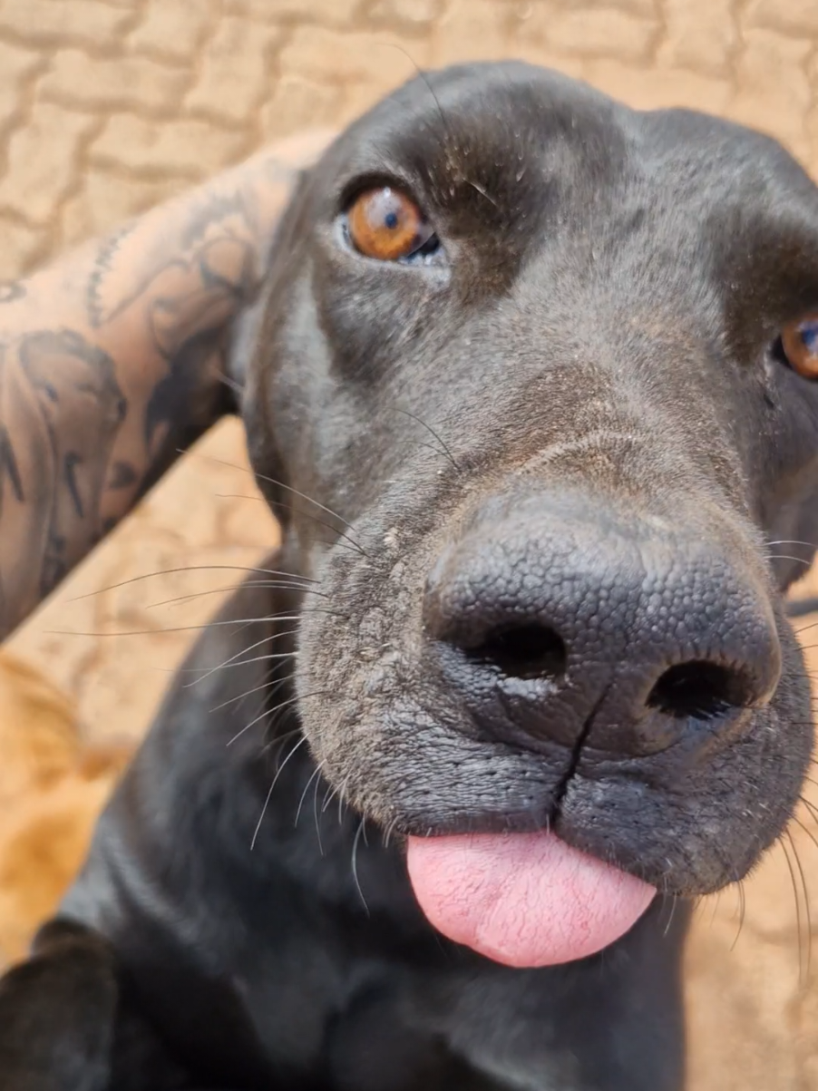 um pouquinho de amor e carinho para os animais em situação de rua! 🥹❤️🐶
