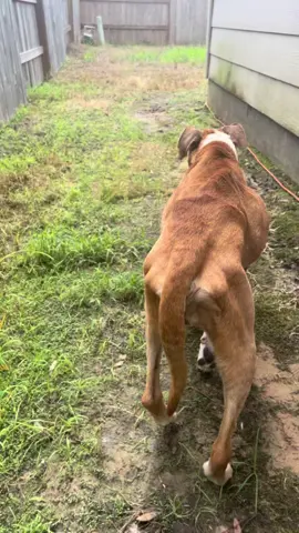 Meet Zela. A clear representation of what happens to dogs in Texas. She has clearly been starved for a long time.  Once, she was someone’s baby. Perhaps a Christmas or birthday present. But I’m sure that was back when she was an adorable puppy.  Now her face is gray, her eyes are cloudy, and she can’t quite get around as easily.  She’s been forgotten. She’s lost everything she loves. Please help us show this girl the love she deserves.  https://www.paypal.com/donate/?hosted_button_id=KKK2ZT2PGMMBA https://cash.app/$Sunnysidedogs Zelle: Sunnysidestreetdogs@gmail.com https://www.amazon.com/hz/wishlist/ls/2N9KP68YVNWXF?ref_=wl_share https://www.chewy.com/g/sunnyside-street-dogs_b120179806#wish-list&wishlistsortby=DEFAULT #abandoned #rescuedog #neglect #dogs #houstontx 