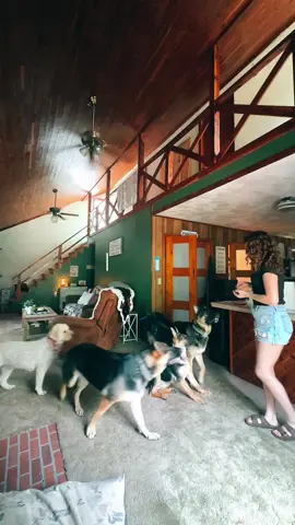 Through every high and low, tail wags and puppy eyes reminded me I’m never alone. #fypシ 
