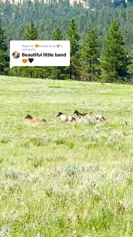 Replying to @🧡Amber Gray🩶 I think so too #horses #feral #feralhorses #horsetok #horsesoftiktok #montana #406 