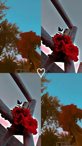 #باسم الكربلائي #قواميس_العشگ_كلها 🌹🌹#🤍🤍🤍 #متابعه_ولايك_واكسبلور_فضلا_ليس_امر #CapCut 