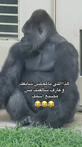 #fyp #foryou #f #😂😂😂😂😂😂😂😂😂😂😂😂😂😂😂 #😂😂😂😂😂 #😂😂😂 #😂 #السعودية #الشعب_الصيني_ماله_حل #الشعب_الصيني_ماله_حل😂😂 #ضحك_وناسة #comediahumor #comedia #0324mytest #funny #دويتو #الخليج #الامارات #الكويت #اضحكو_بحب_اشوفكم_مبسوطين  #الشعب_الصيني_ماله_حل😂😂🏃🏻‍♀️ #fypシ #اضحك_من_قلبك  #مالي_خلق_احط_هاشتاقات🦦 #الشعب_الصيني_ماله_حل😂😂🏃🏻‍♀️