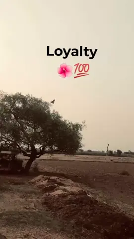 #loyalty#viralvoice#trandingsound#@علی🌺 @Sdeep_2023 