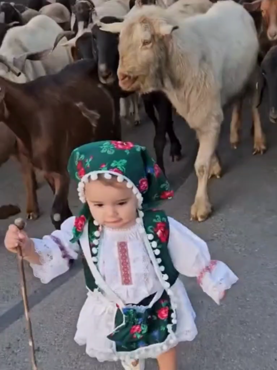 مَا شَاءَ ٱللَّٰهُ   SAY   (VIP JANWAR )  #VIPJANWAR #PAKISTANCATTLEFARMS #CATTLEFARMS.PK #mashallah #allahho #allah #allahuakbar #allah❤️ #qurbani #2025 #bakraeid #eid #cow #bail #cowqurbani #qurbani2025 #illu #trend #trending #foryou #fyp #pakistan #standwithkashmir 