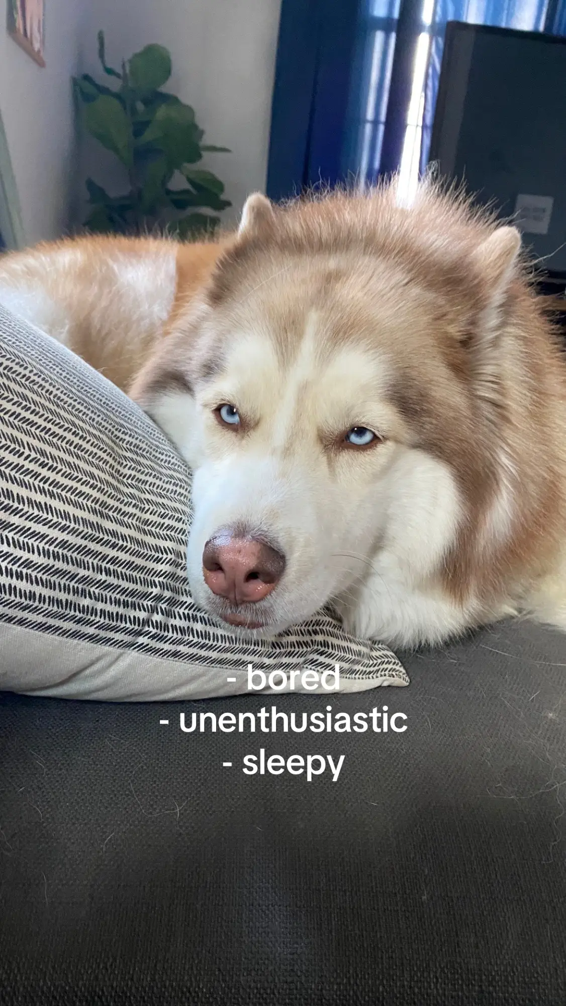 #husky #applecider #dogs #happy 