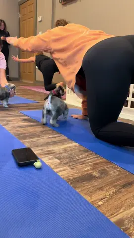 Puppy yoga this weekend 🐶 at The Roslyn Salt Cave call 516-629-7089 to book!! #puppyyoga #activitieslongisland #longisland #puppyyogalongisland #roslyn 