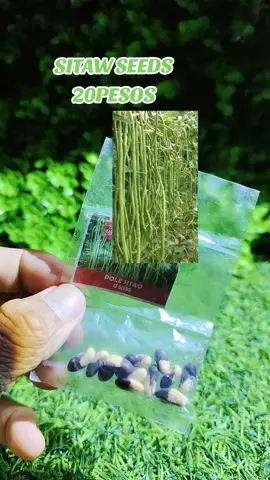 sitaw #seed #seeds #sitaw 