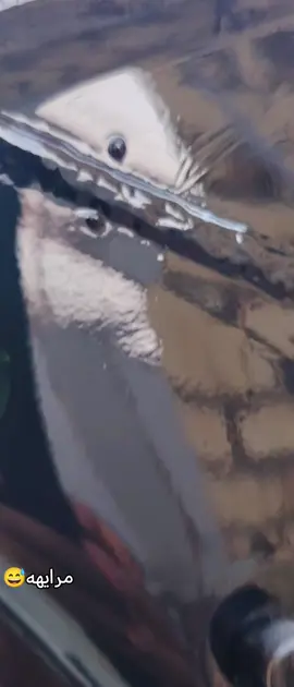 مابقه شي ✌️😅#ديوانيه_بصره_المثنئ_بابل_واسط #غديرون_ونبقى😉✨ #عيد #تصاميم #طربيات_الزمن_الجميل #علقوا_يالمبدعينء💭🔕 #تعمير_من_الصفر #نامات_الضياع #الجميع🙂🥺 #نامات_المحبة_🖤💉 #مابيه_حيل_اخلي_هاشتاكات #تفليق_دراجات #الديوانية_سماوه_كربلاء_نجف_حله_ذي_قار #اصدقائي_الاعزاء #الكل_يشارك #تعليقاتكم_لايك_كومينت_اكسبلور #الديوانيه_الحبيبه #برازيلي #نامات #بصره_العراق #ديوانية#اعادة_النشر 