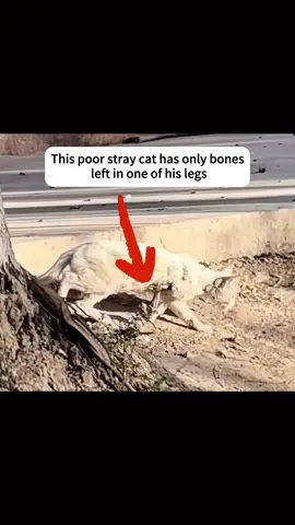 #rescue #fyp #tiktok #cat #animal #cute 
