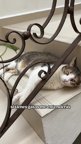 Enlace en nuestro perfil 🐈 El mejor hack para el arenero 💩 #viral #parati #michis #gatosfelices #gatostiktok #michistiktok #mascotas #gatitos 