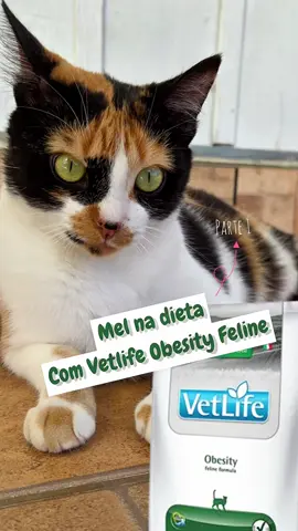 Gatinho gordo aqui nãooo 😂 uma vetlife obesity pra controlar a obesidade da gordinha #vetlifeobesity #farmina #farminabr #farminabrasil #racaodegato 