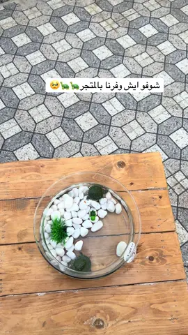 بيبي سلحوف🐢 #سلاحف #سلحفاه🐢 #ابها #سلاحف_برمائية#روز #اكسبلورexplore #تخرج 