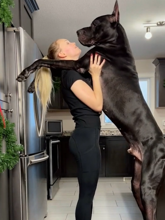 Zeus is our stud male at @olympusgreatdanes. Standing at 6’6”, he's taller than most people.  Licensed by ViralHog
