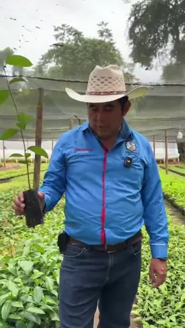 #cahabon #viver #vivero #cahabon 