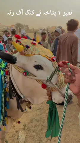 پہلا نمبر پٹاخہ #fypシ゚ #fyppppppppppppppppppppppp #foryou 