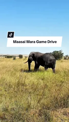 A day in my life: Safari Game Drive Edition  #vacation #relaxation #vacationvibes #nature #escapism #vacationvlog #safari #safaripark #gamedrive #maasaimara #dayinmylife, #minivlog, #DailyRoutine, #Vlog, #Lifestyle #creatorsearchinsights 