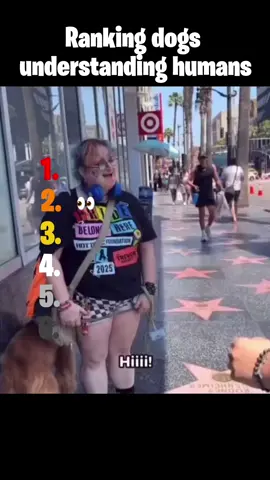 Dogs understanding humans #dog #animal #funny #funnydog #ranking #fyp 