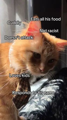 His only flaw I promise #fyp #relatable #trending #cat #dog #foryou #feet #teamworkk #foru 