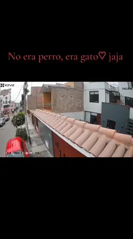 Temblor 6.1 Lima, mi gatito!!♡ Para los que se preguntaban porque no salimos rápido, temiamos que nos caiga el vidrio crudo de la ventana de arriba. Vamos aprendiendo! Gracias por sus recomendaciones ♡ #catlover #fypシ゚ #fyp #trendtiktok #earthquake #terremoto #PetsOfTikTok #trend #cat #catsoftiktok  #familia @Miguel Alex Tolentin 