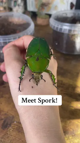Say hello Spork!!!! 🥄 #bugsoftiktok🐜🐌🐛🦗 #insectlover 