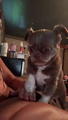 He always paws at me like this when he wants attention.. which is every second of the day 🥹😭💜 My sweet Ewok baby, River 🥹