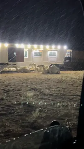 #ابن_حمود #القروف #البقوم #اكسبلور #البل #مطر 