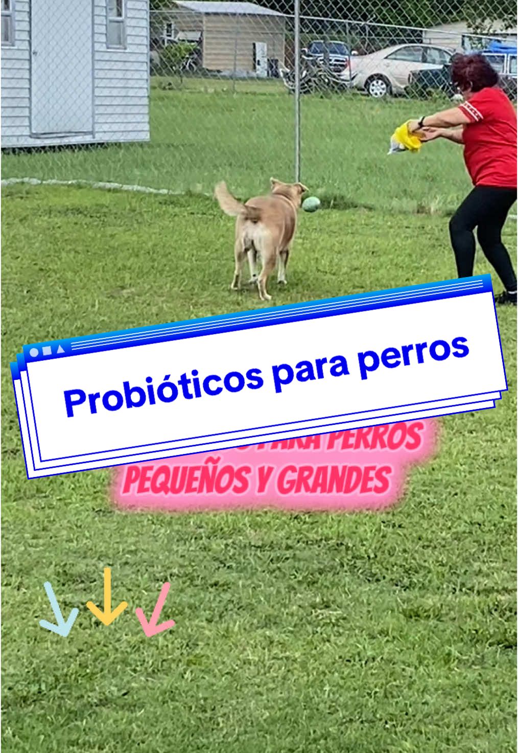 Probióticos para perros pequeños y grandes#TikTokShop #creatorsearchinsights #hapwag #probioticpetsupplement #probioticdog #suyihnmemes 