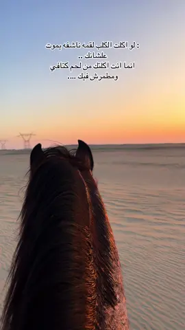 #ابوهيبه #جبل_الحلال_ابو_هيبه  #الخيل_العربي_الاصيل🐎