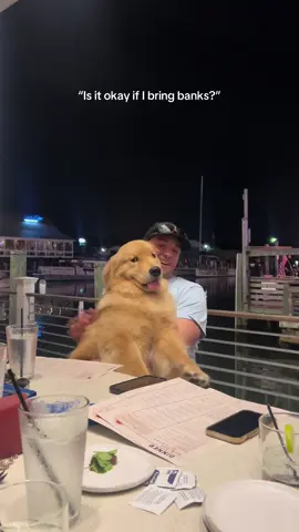 Center of attention forever.  #goldenretriever #golden #dog #banks #fluffydog #puppy 