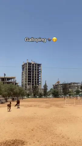 Best part in riding 🐎🤭 #libya🇱🇾 #اكاديميه_جامعه_طربلس_للفروسيه #خيل_وخياله🐎 #horsegirl #foryoupage #horse #خيل🐎 #galloping #riding #قالوب #horsegirl 
