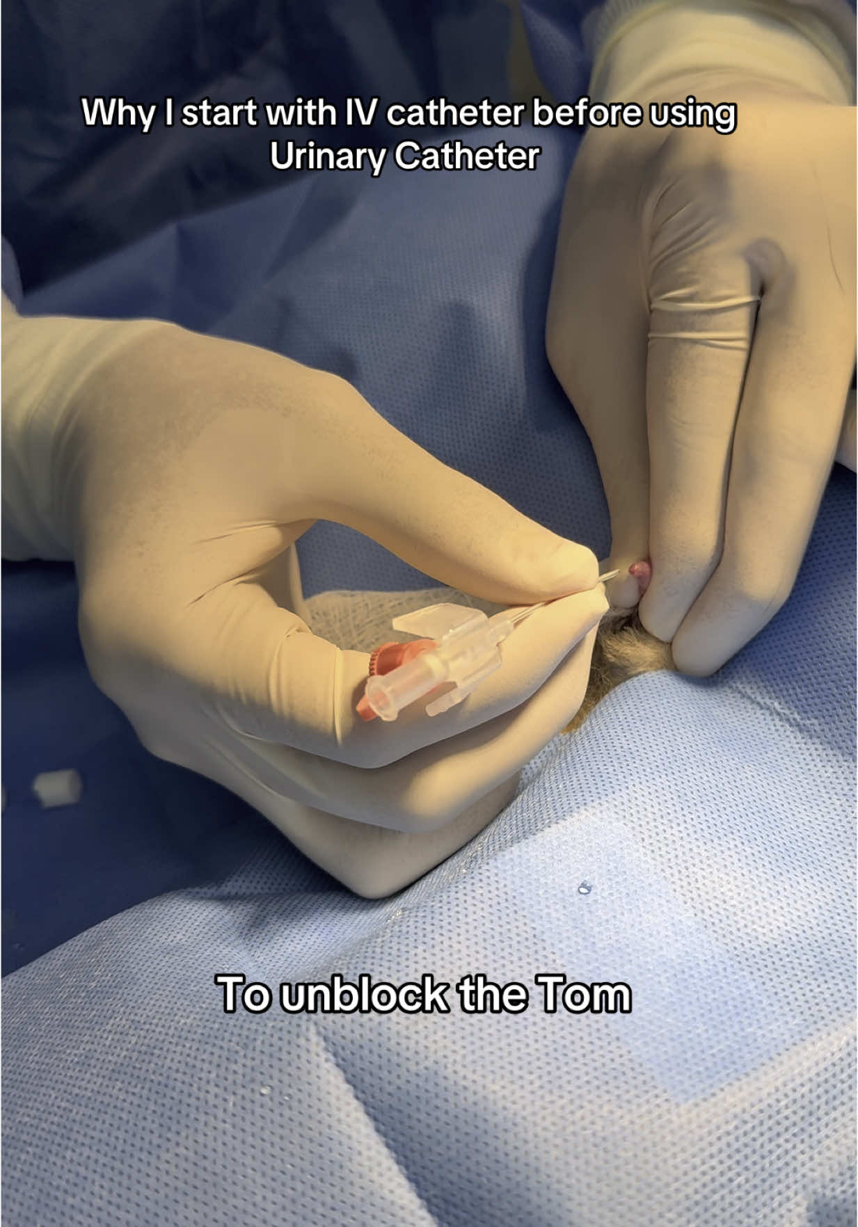Why Intravenous catheter inserted before urinary catheter to unblock Tom Cat #practice #veterinarian #catheter 