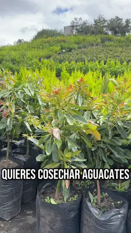 Aguacate Hass 1.5 metros  🥑 #aguacate #hass #plantas #frutales #vivero #campo #ecuador🇪🇨 #riobamba_ecuador🇭🇹🇪🇨 