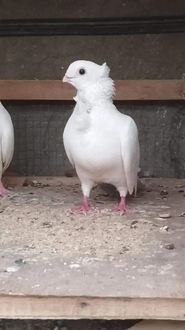 #ارافل #حمام_زاجل #fyp #العراق🇮🇶 #foryou #الشعب_الصيني_ماله_حل😂😂 